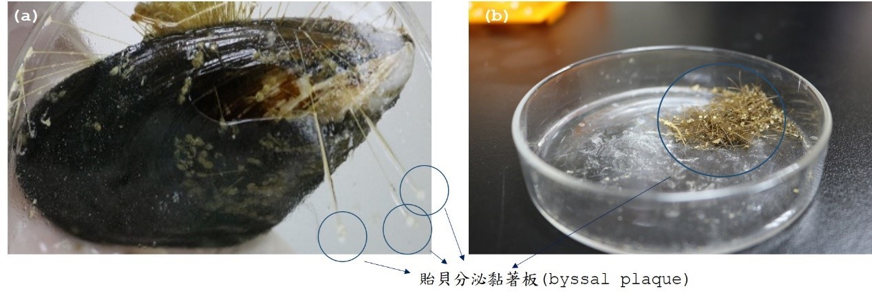 圖二、貽貝蛋白來源組織: (a)黏著板與(b)黏著板樣品。