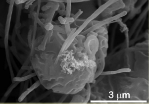 硫―碳纖維複合物SEM照片