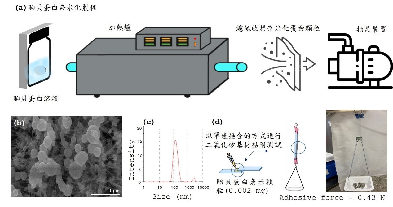 圖三、(a)貽貝蛋白奈米化流程與奈米顆粒特性分析:尺寸測試(b)電子顯微鏡與(c)動態光散射測試，與(d)貽貝蛋白奈米顆粒黏附性測試。