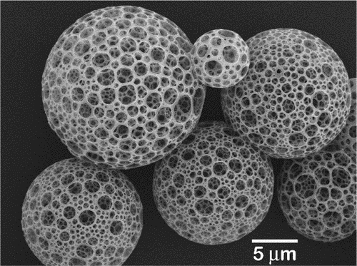 多孔聚合物微球SEM照片